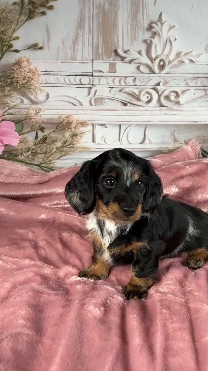 Miniature Dachshund dogs for sale: AKC-Darla - Video 1
