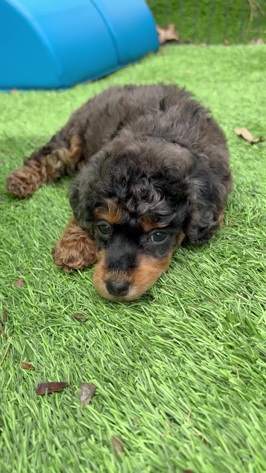 Miniature Poodle dogs for sale: Blue collar “mav” - Video 1