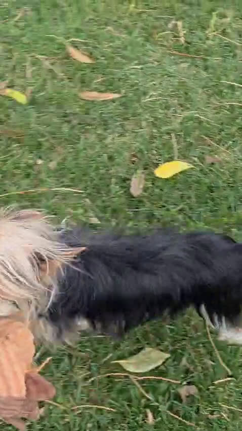 Yorkshire Terrier dogs for sale: Young Adult Yorkie  - Video 2