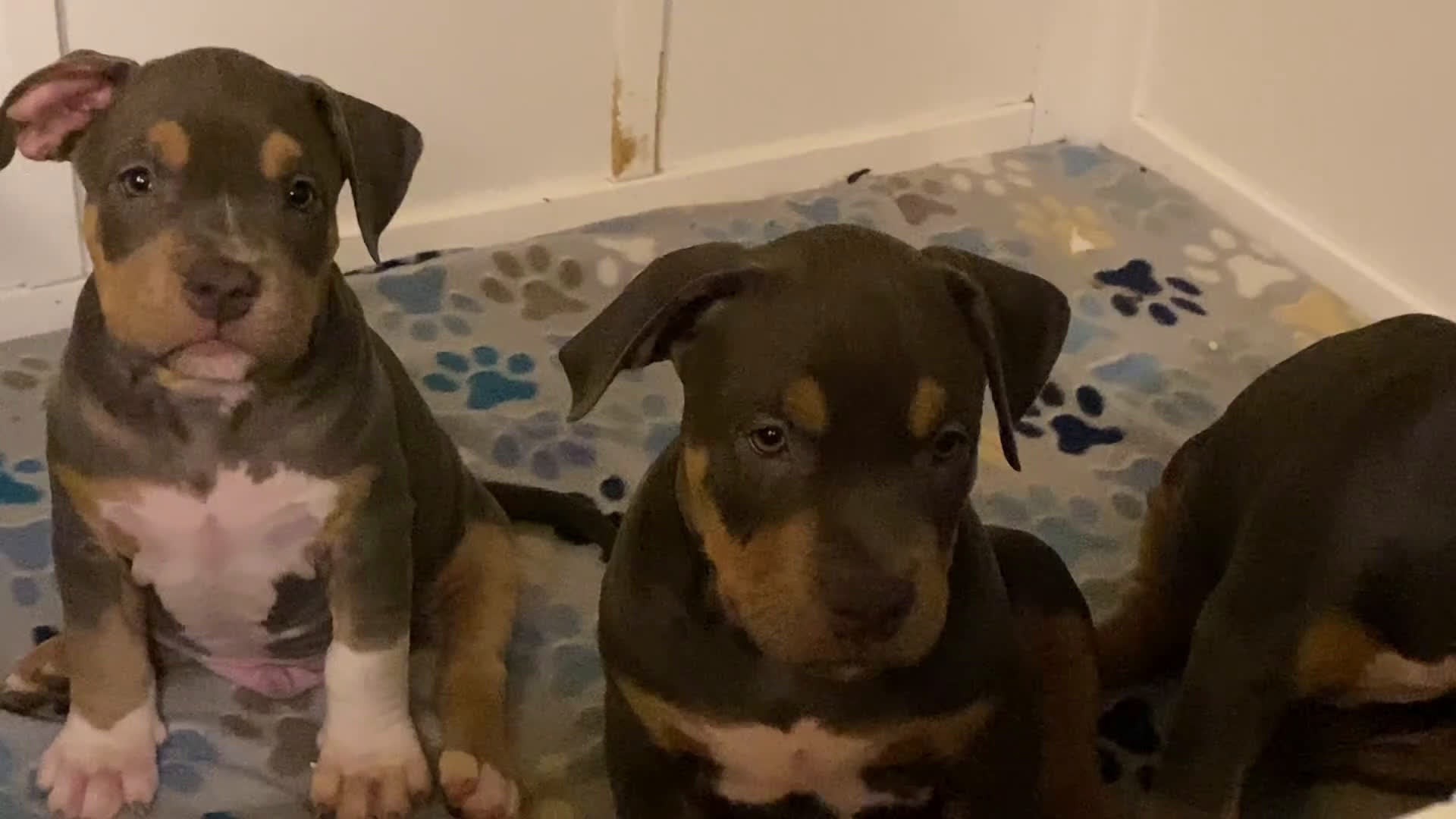 American Bully dogs for sale: American Bully Puppy 3 - Video 1