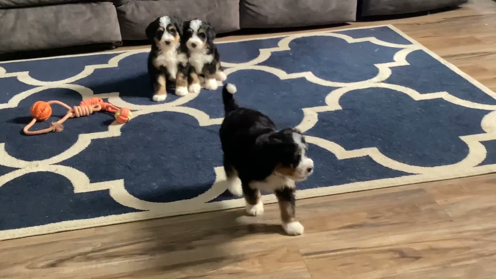 Mini Bernedoodle dogs for sale: Beatrice - Video 1