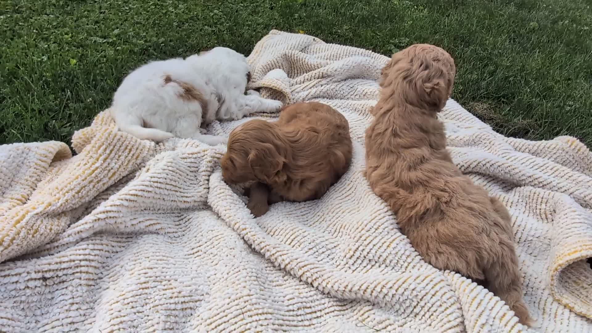 Mini Goldendoodle dogs for sale: Lilly - Video 1