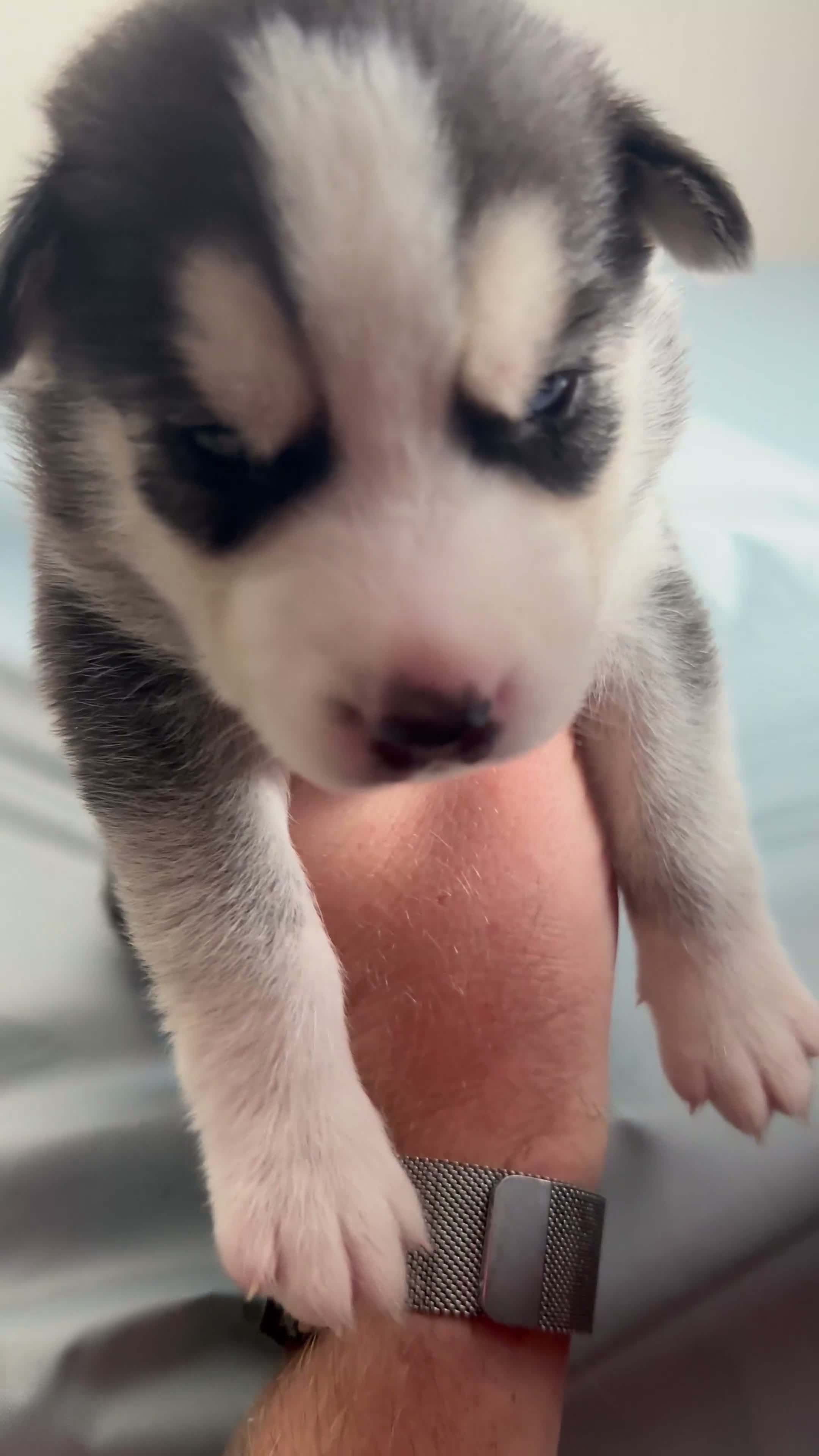 Siberian Husky dogs for sale: Roque Knight - Video 1