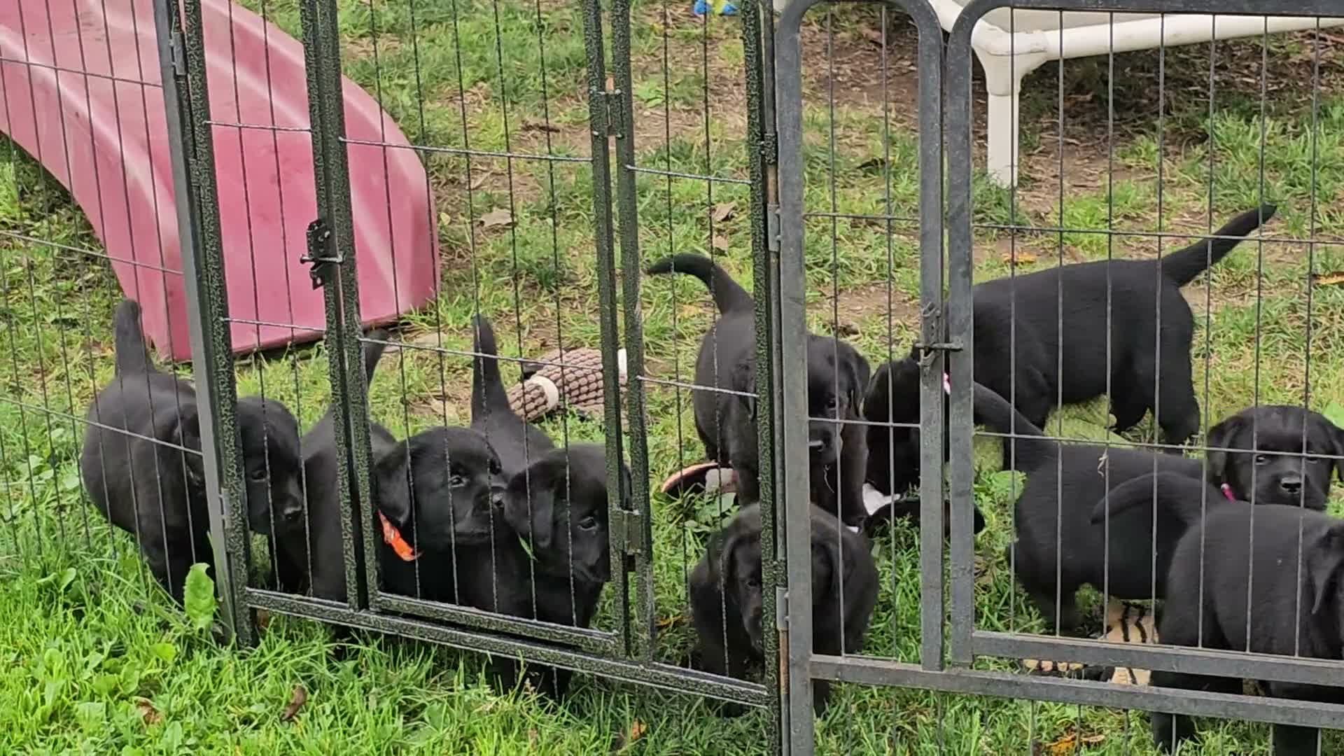 Labrador Retriever dogs for sale: Labrador Retriever 1 - Video 1