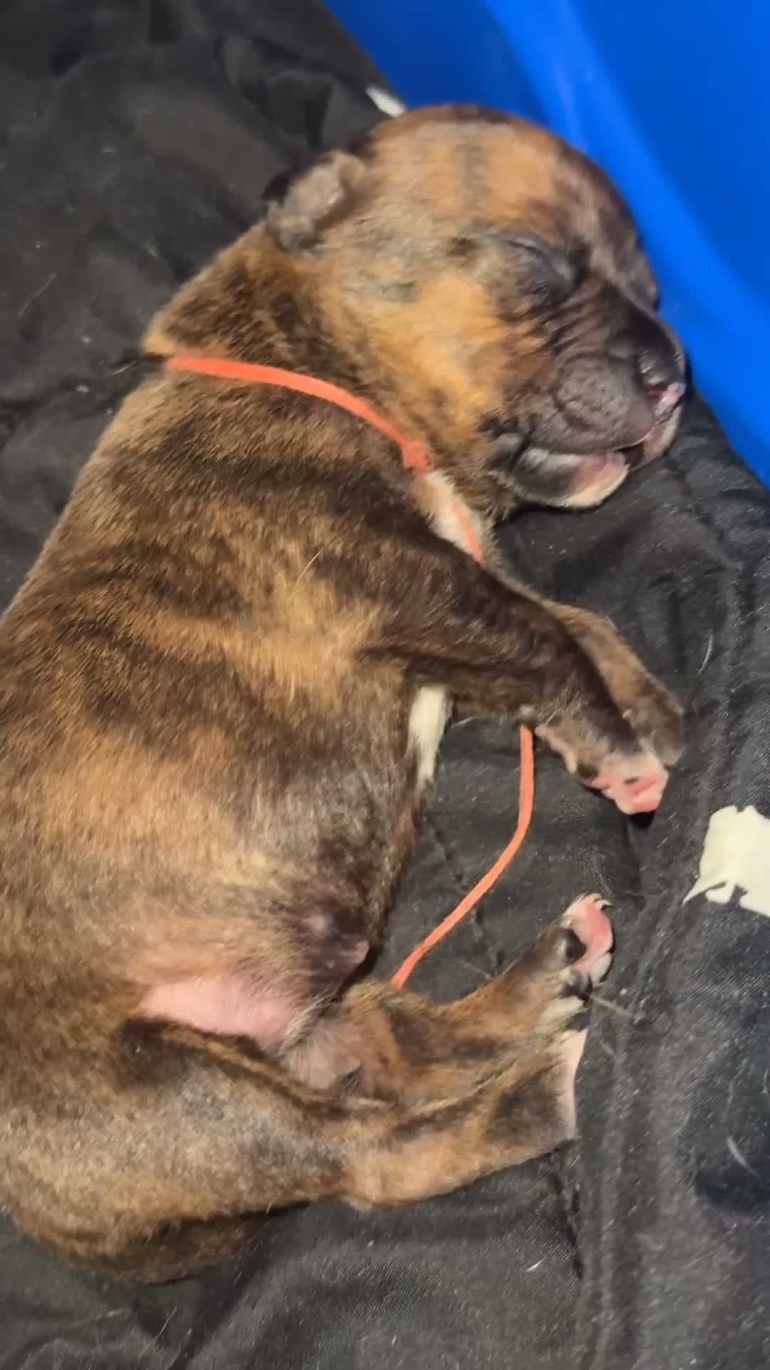 Mixed Breed dogs for sale: Mixed Breed 1 - Video 1