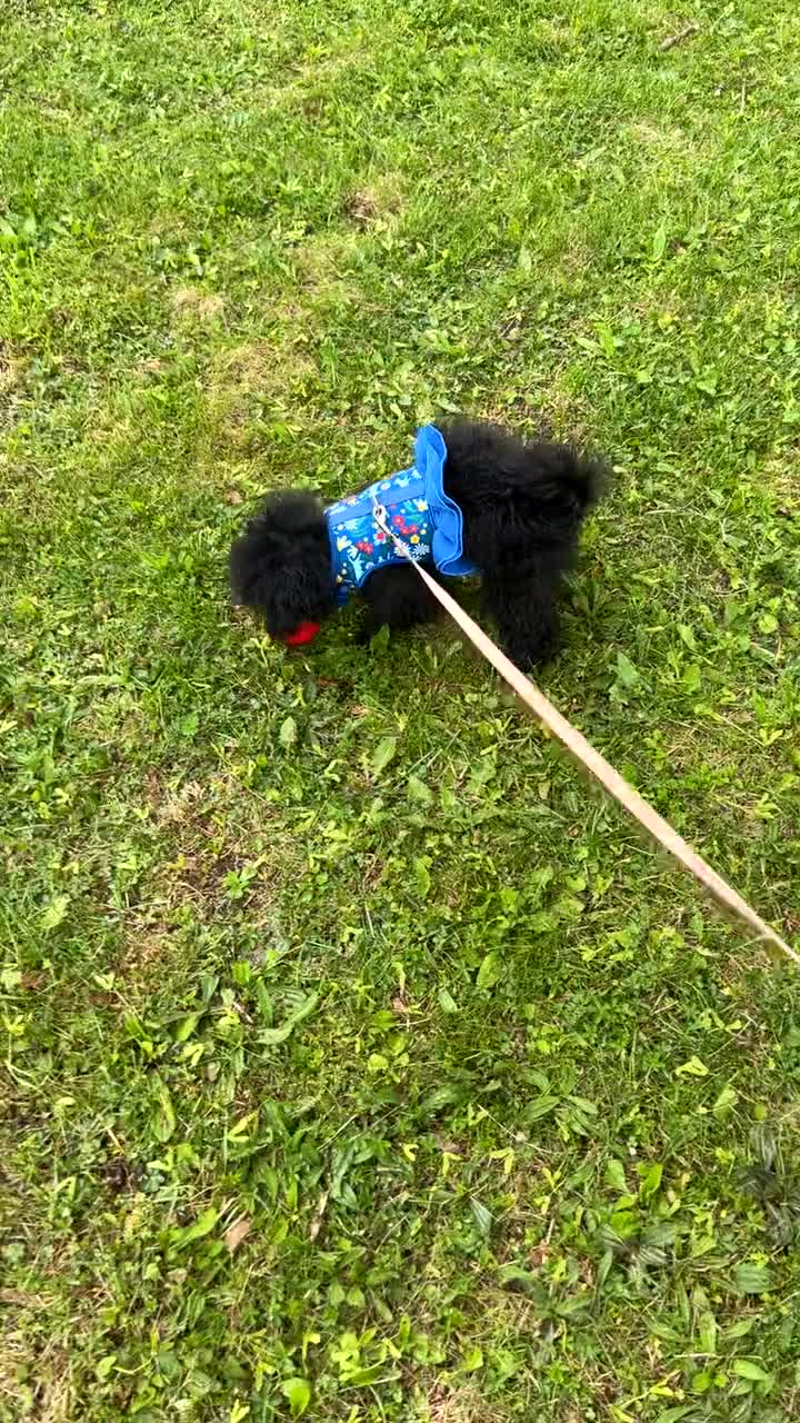 Miniature Poodle dogs for sale: Miniature Poodle Puppy 1 - Video 1