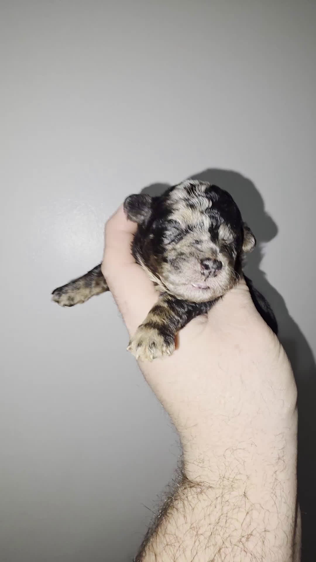 Mini Bernedoodle dogs for sale: Mini mouse - Video 1