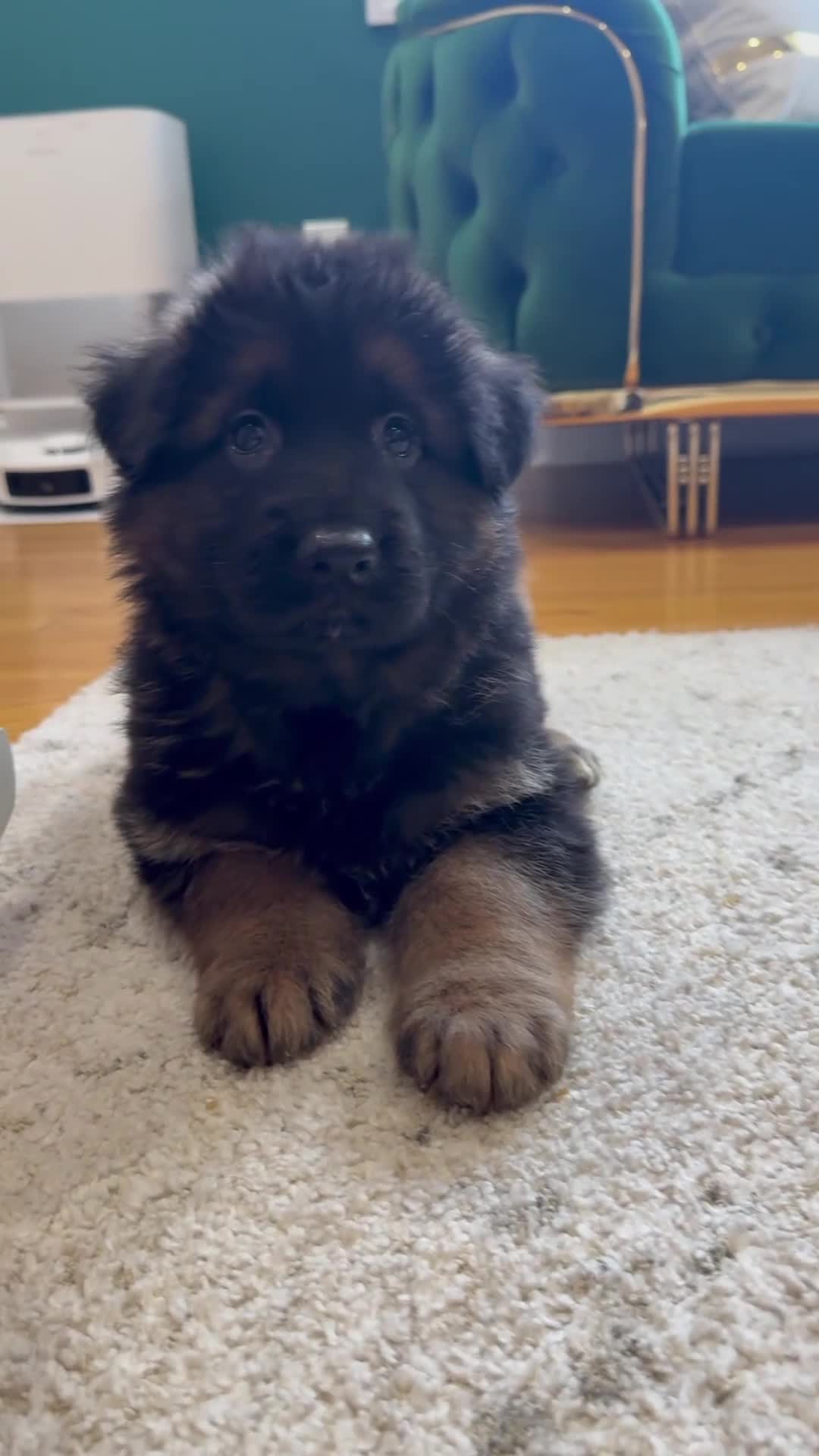 German Shepherd dogs for sale: Diesel  - Video 2
