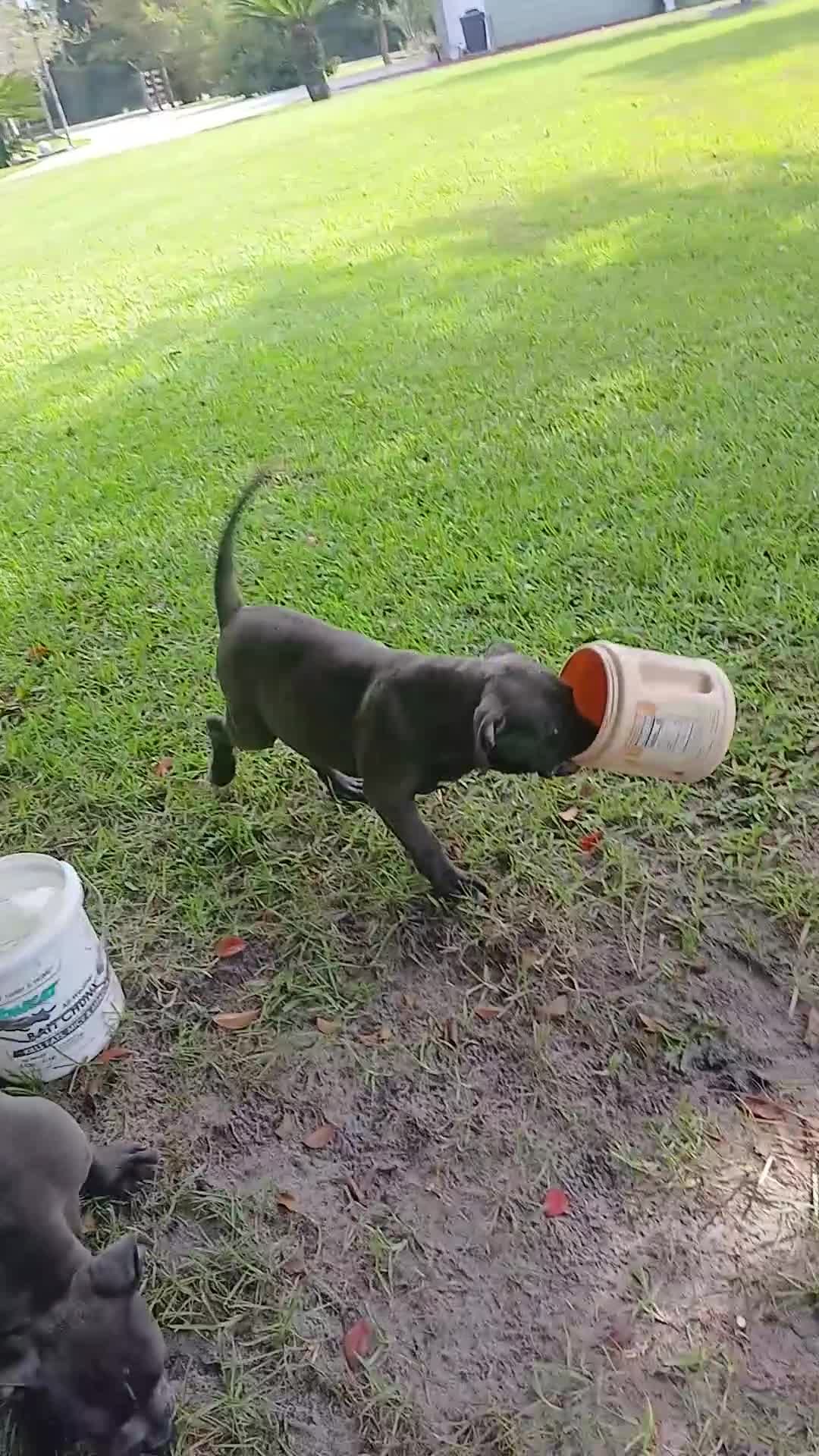American Bully dogs for sale: American Bully 1 - Video 1