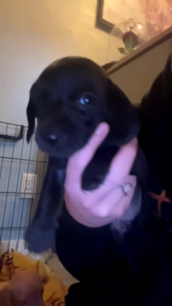 Miniature Dachshund dogs for sale: Miniature Dachshund Puppy 1 - Video 1