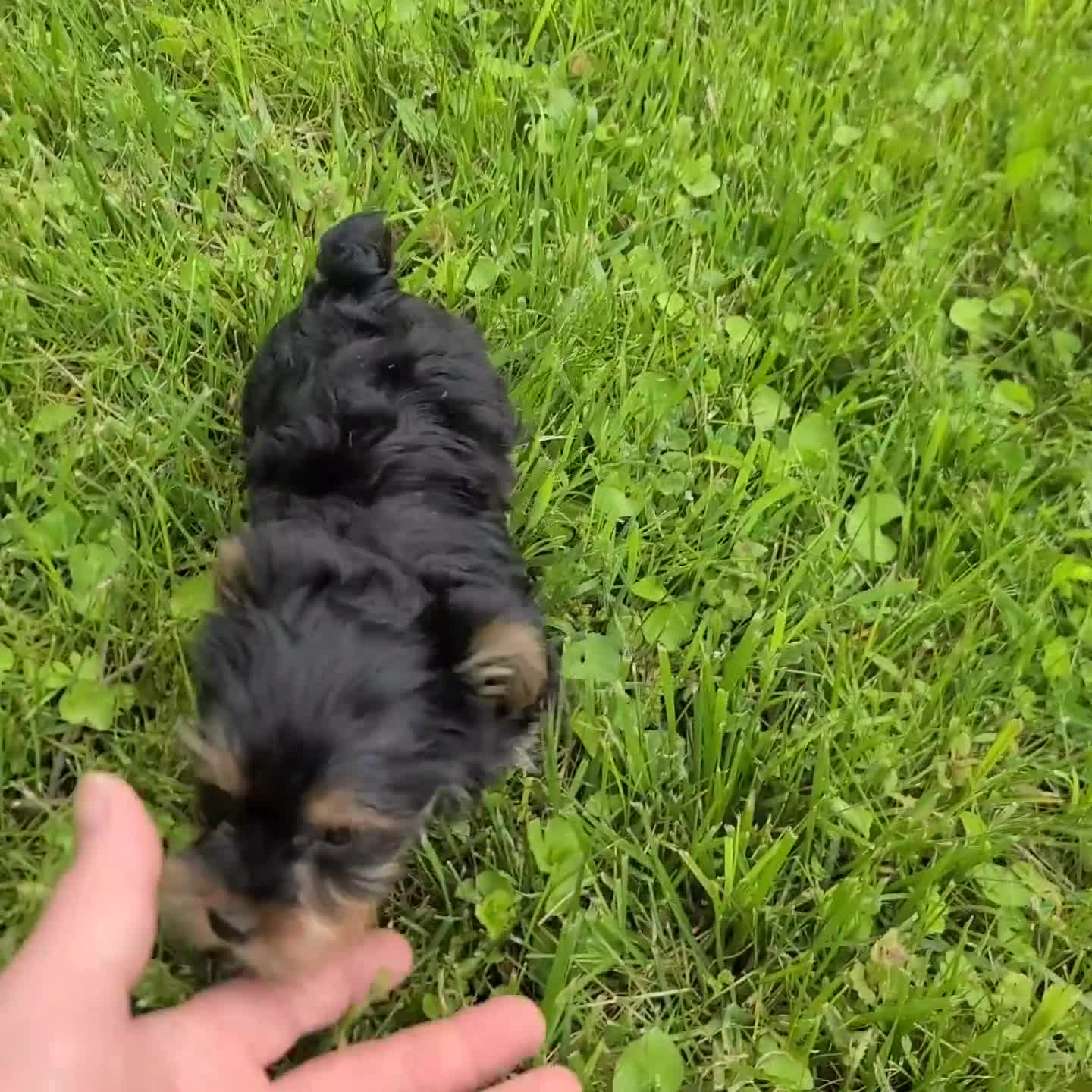 Yorkshire Terrier dogs for sale: Sandy  teacup - Video 1