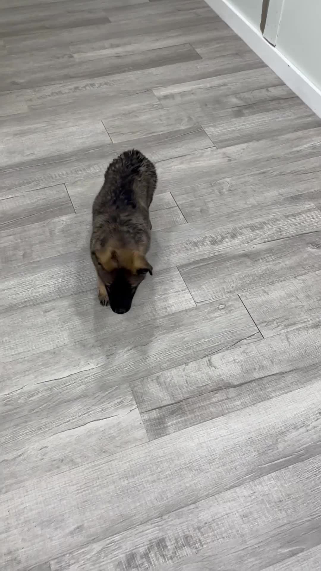 German Shepherd dogs for sale: Candy - Video 1