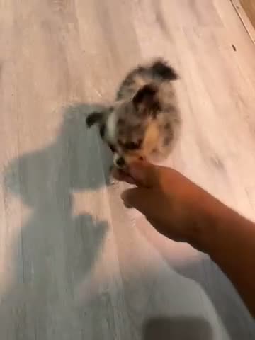 Pomeranian dogs for sale: Princes - Video 1