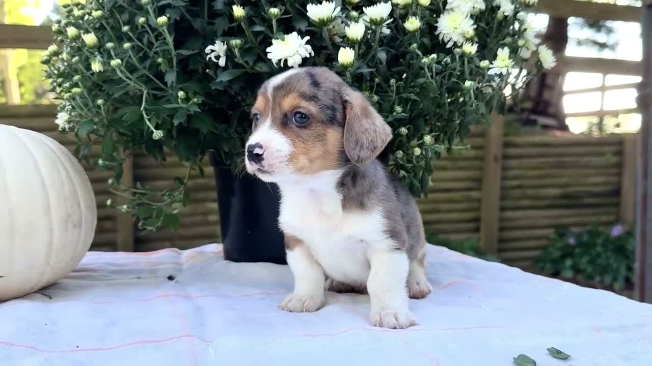 Mixed Breed dogs for sale: Pepper - Video 1