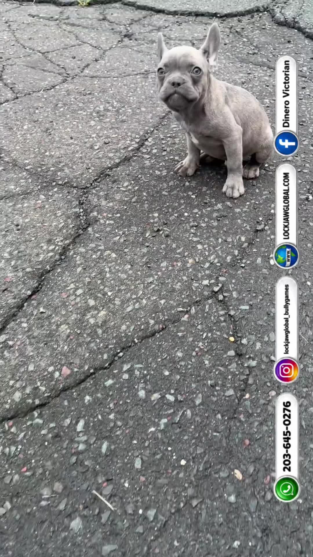 French Bulldog dogs for sale: Spotty - Video 1
