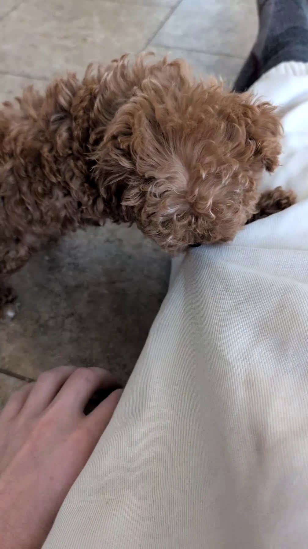 Toy Poodle dogs for sale: Chloe - Video 1