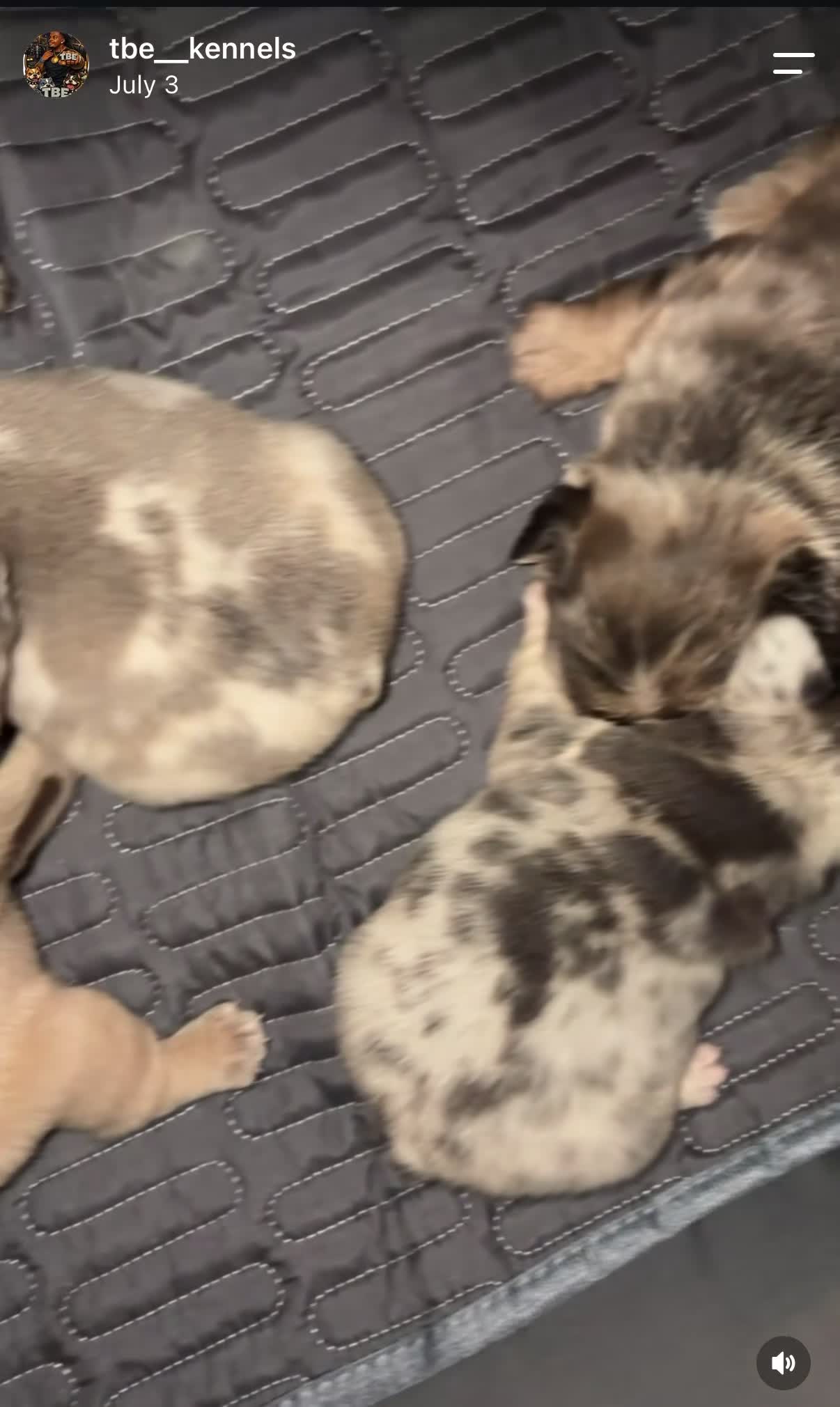 French Bulldog dogs for sale: Big boy - Video 1