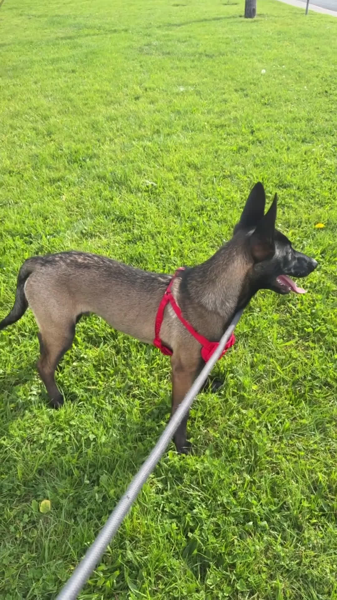Belgian Malinois dogs for sale: Ace - Video 2