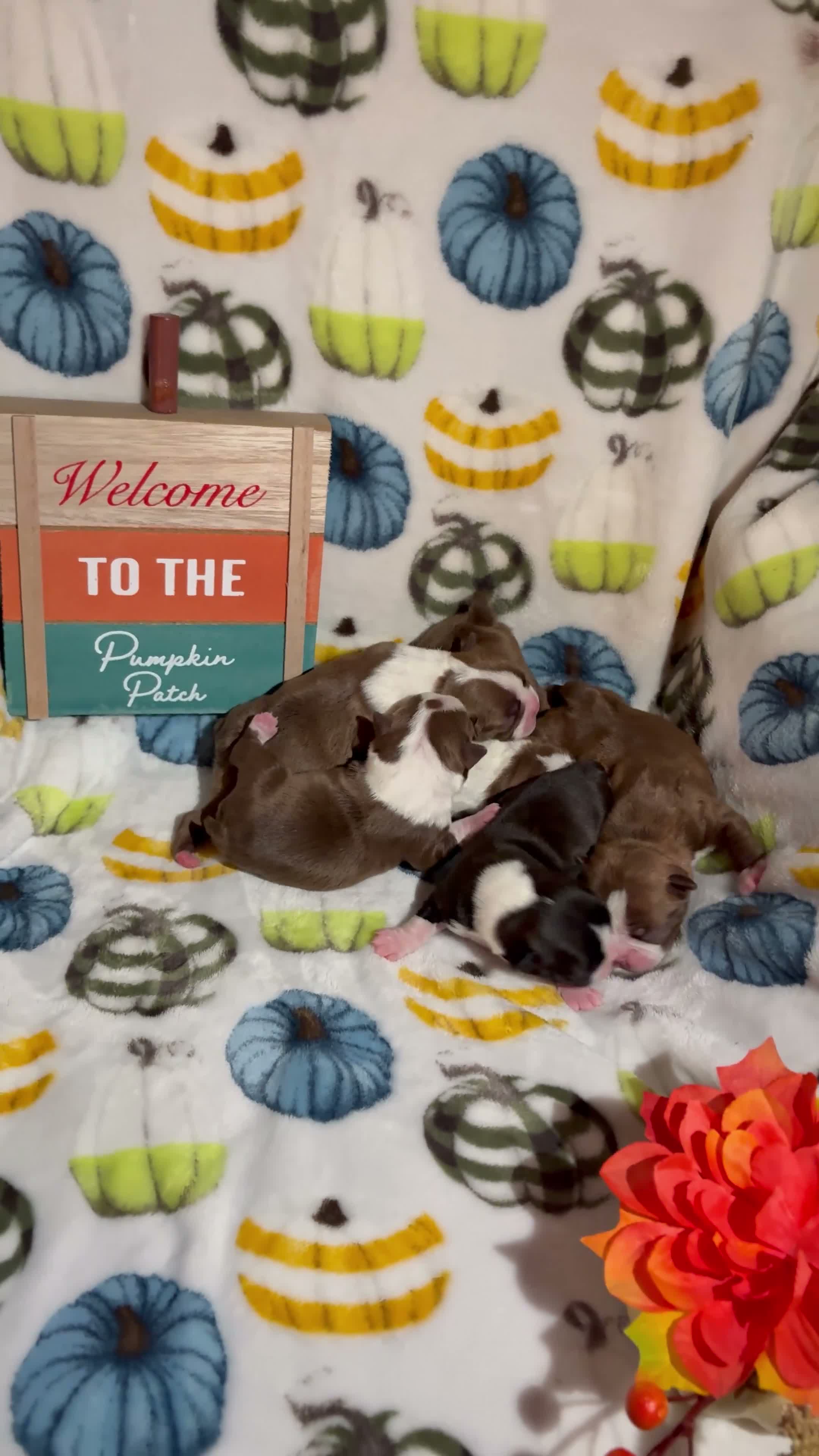 Boston Terrier dogs for sale: Boston Terrier 2 - Video 1