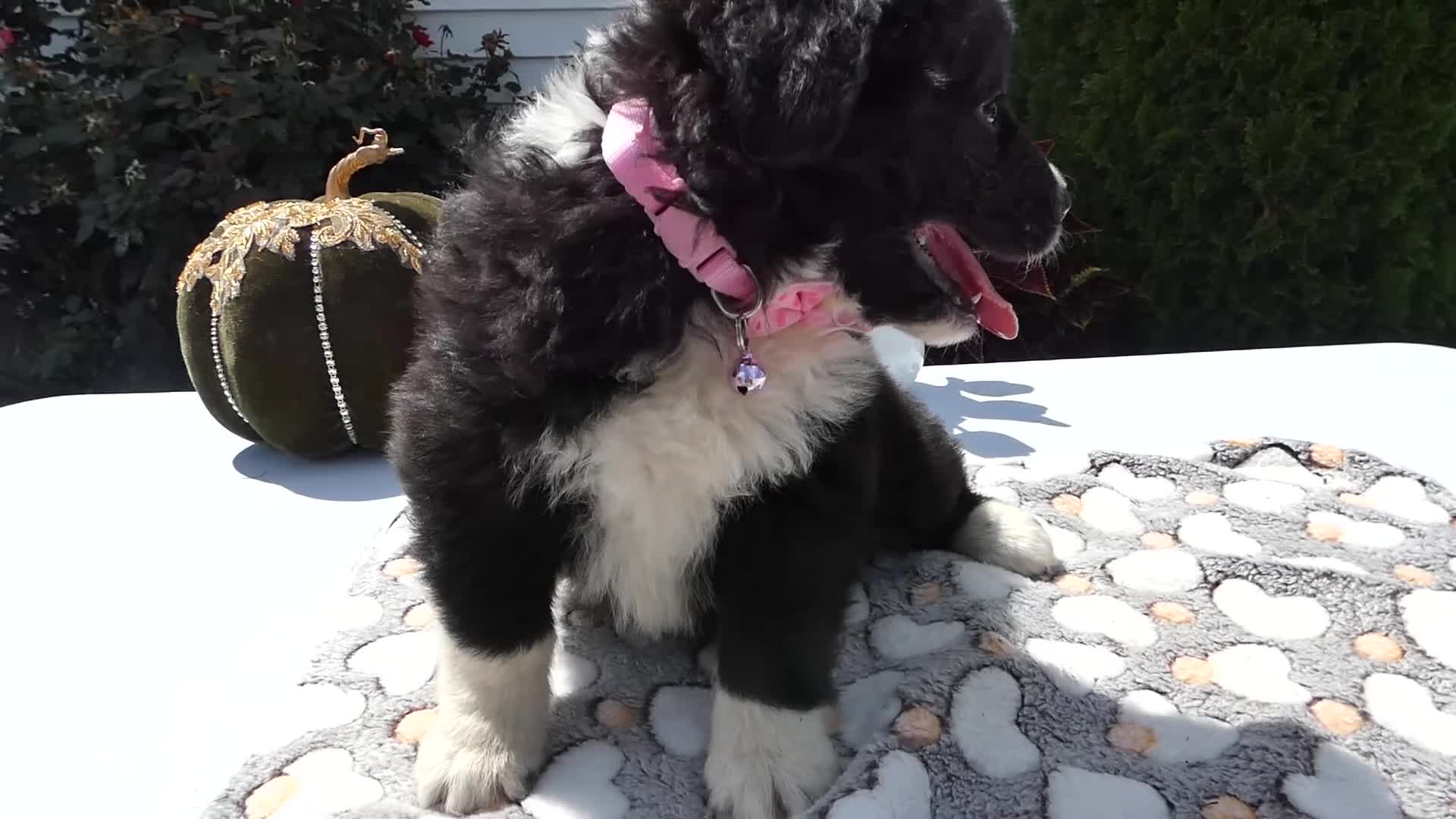 Mixed Breed dogs for sale: Mixed Breed 8 Trina - Video 1