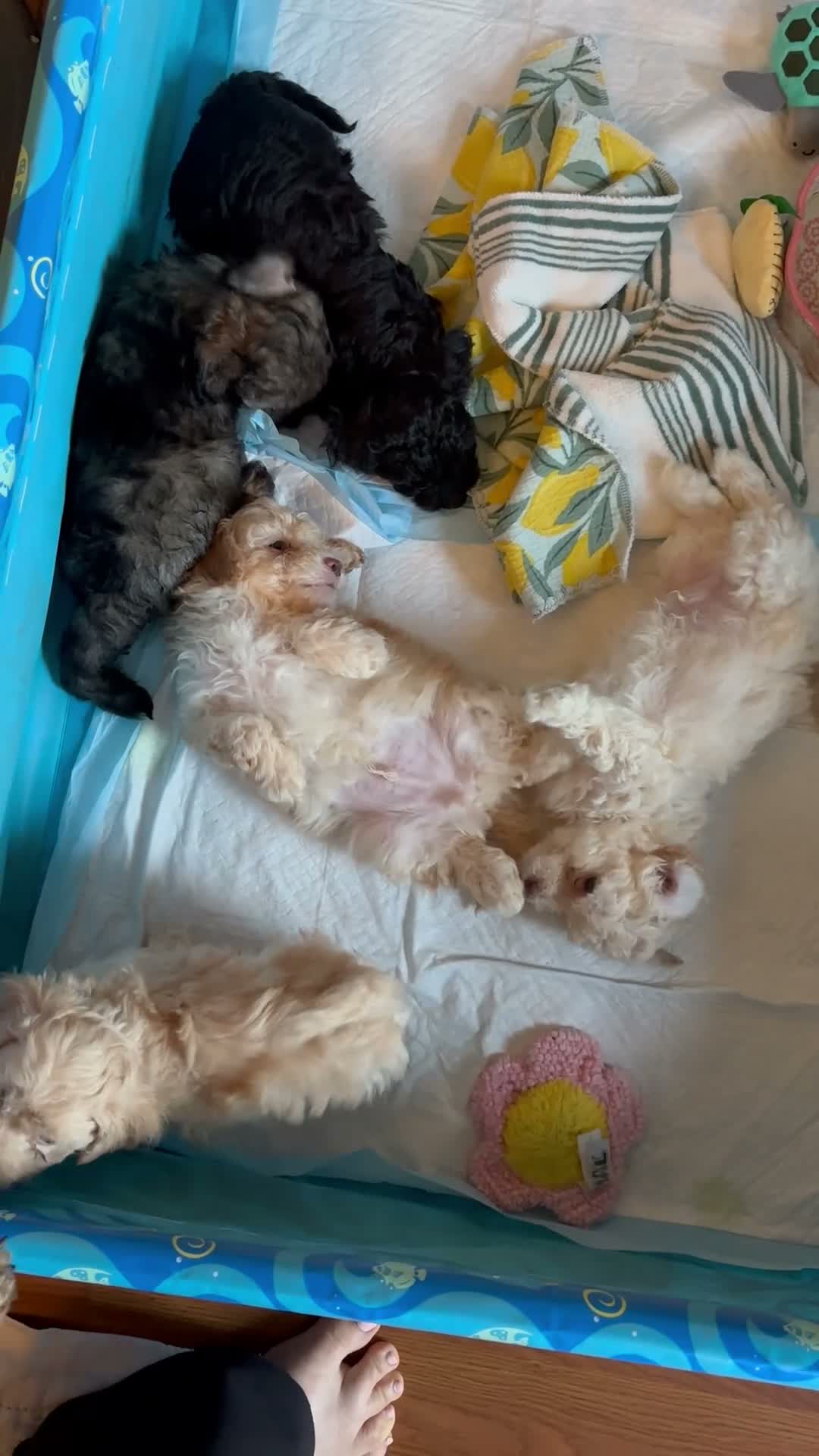 Maltipoo dogs for sale: Champ - Video 2