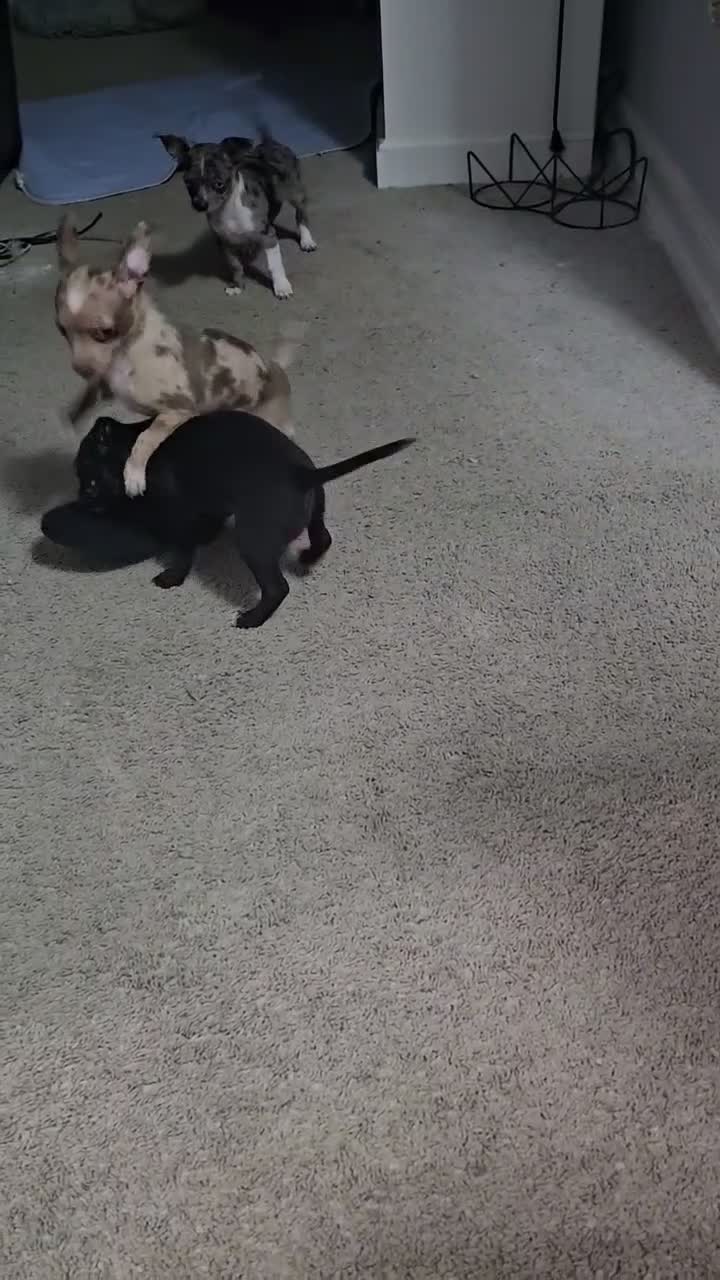 Chihuahua dogs for sale: Chihuahua 1 - Video 1