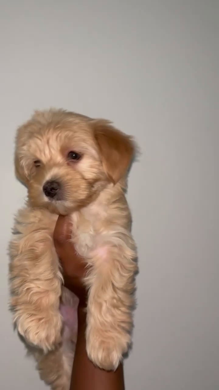 Yorkshire Terrier dogs for sale: Yorkshire Terrier Puppy 5 - Video 7