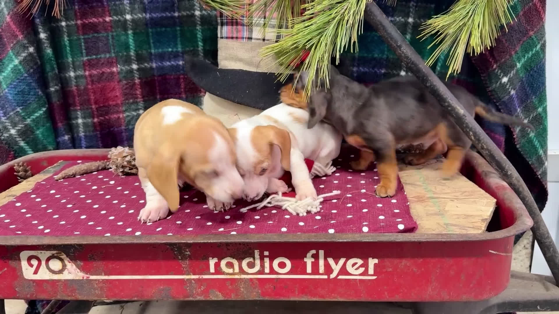 Miniature Dachshund dogs for sale: Sailor - Video 1