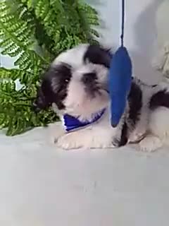Shih Tzu dogs for sale: Ace - Video 1