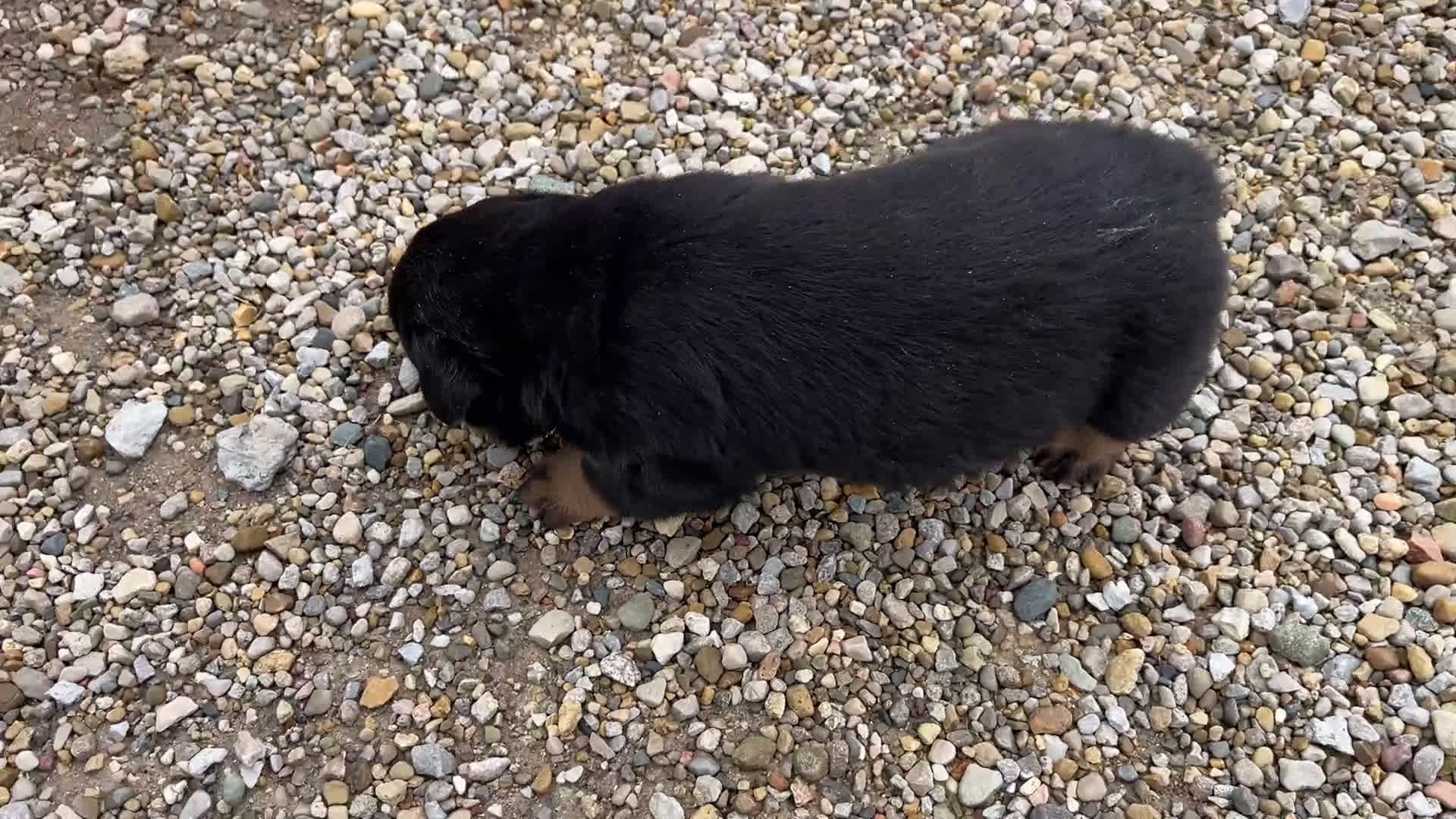 Rottweiler dogs for sale:  Alyssa - Video 1