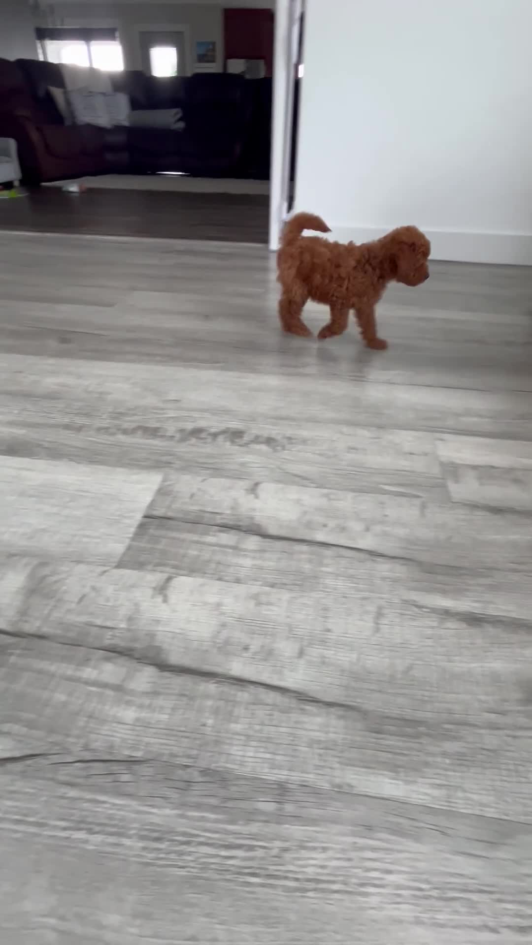 Mini Goldendoodle dogs for sale: Como  - Video 1