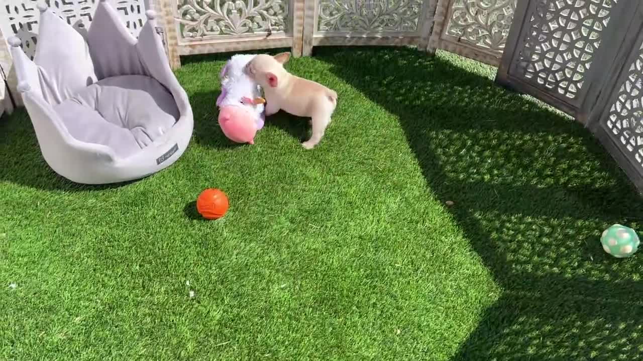 French Bulldog dogs for sale: CASEY - Video 1