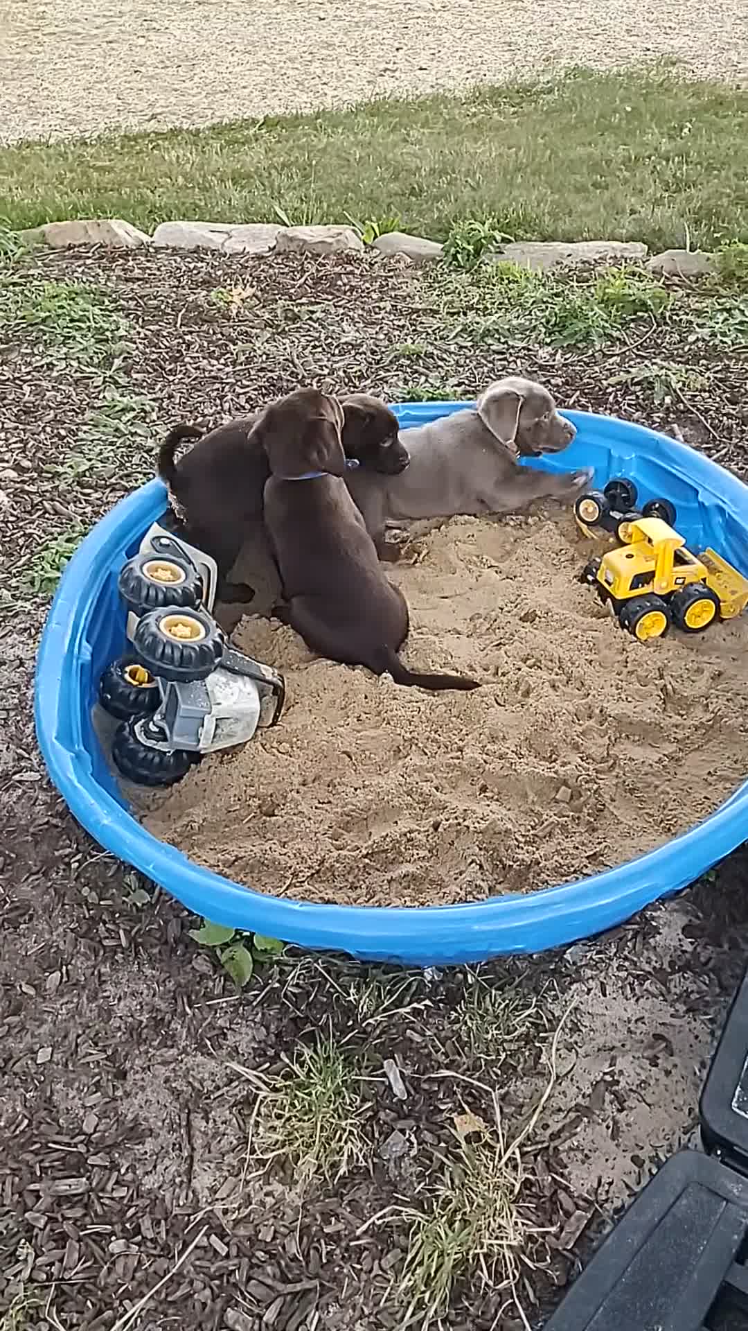 Labrador Retriever dogs for sale: Rascal - Video 1