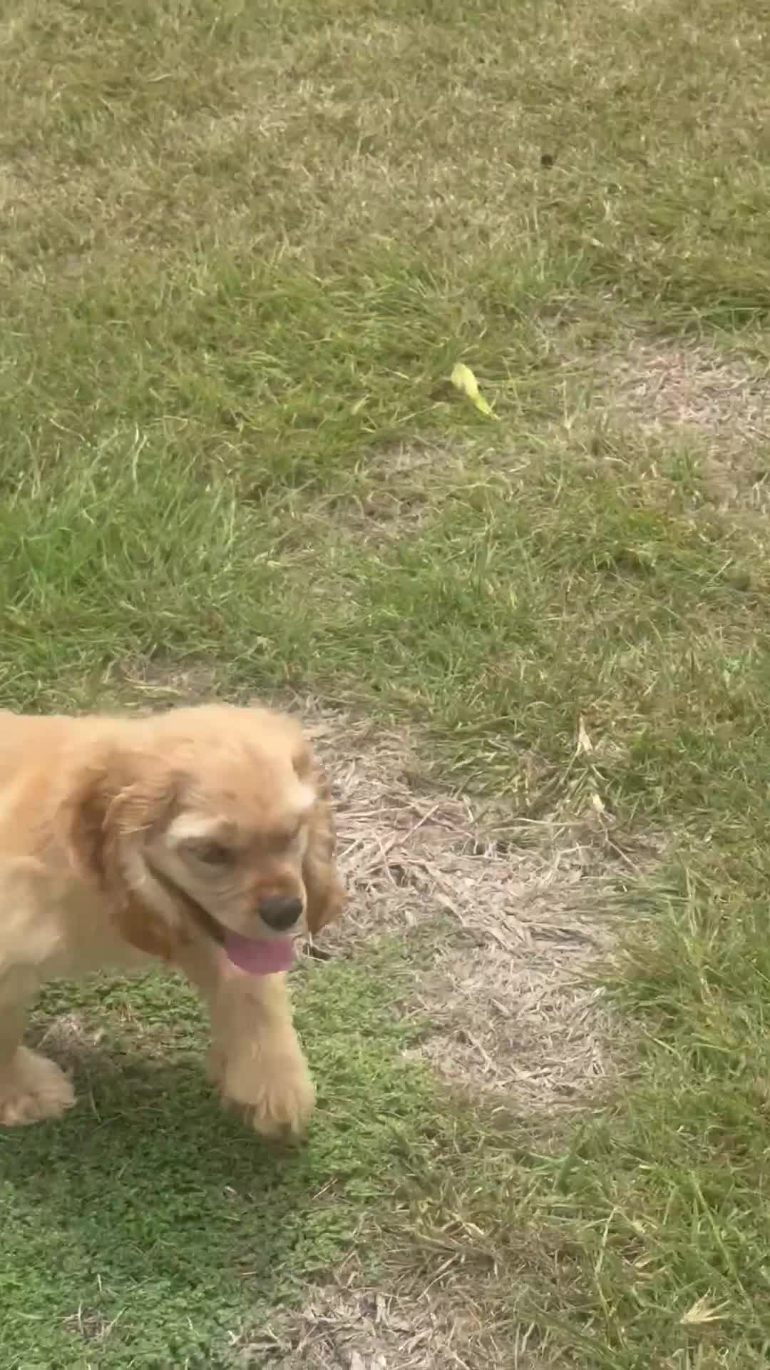 Cocker Spaniel dogs for sale: Captain - Video 1