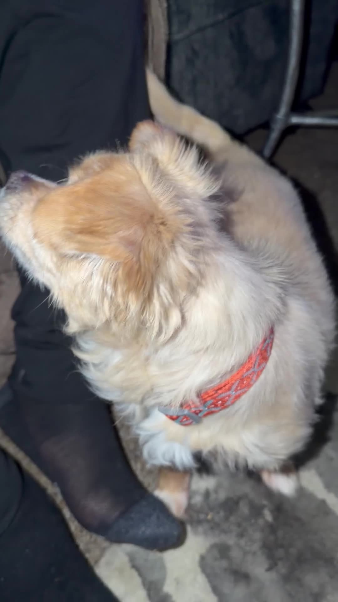 Mixed Breed dogs for sale: Mixed Breed 1 - Video 1