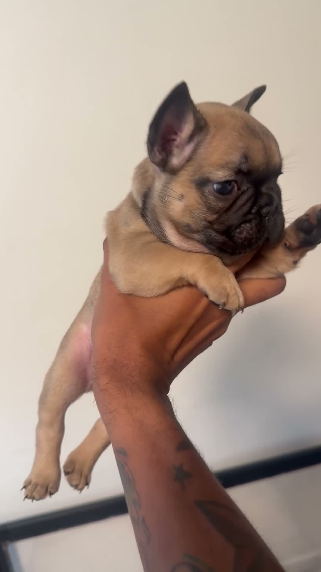 French Bulldog dogs for sale: HRLM - Video 4