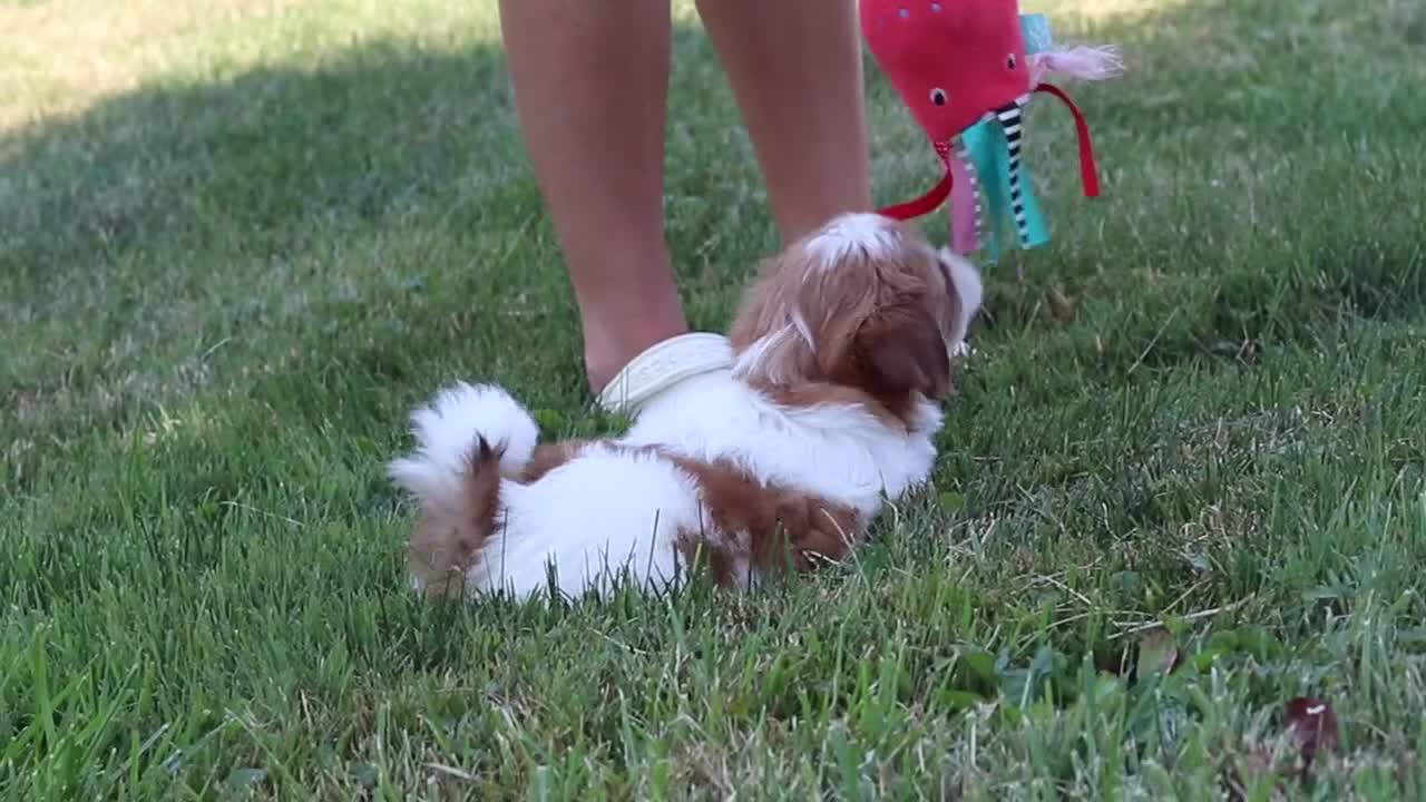 Shih Tzu dogs for sale: River - Video 5