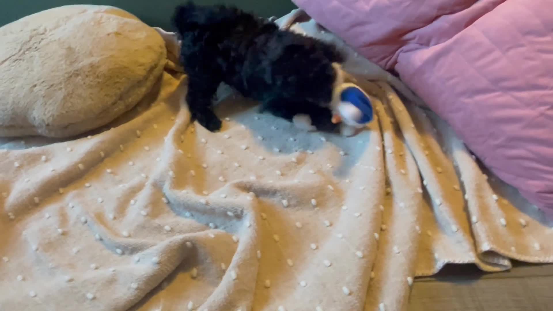 Mixed Breed dogs for sale: Blue - Video 1