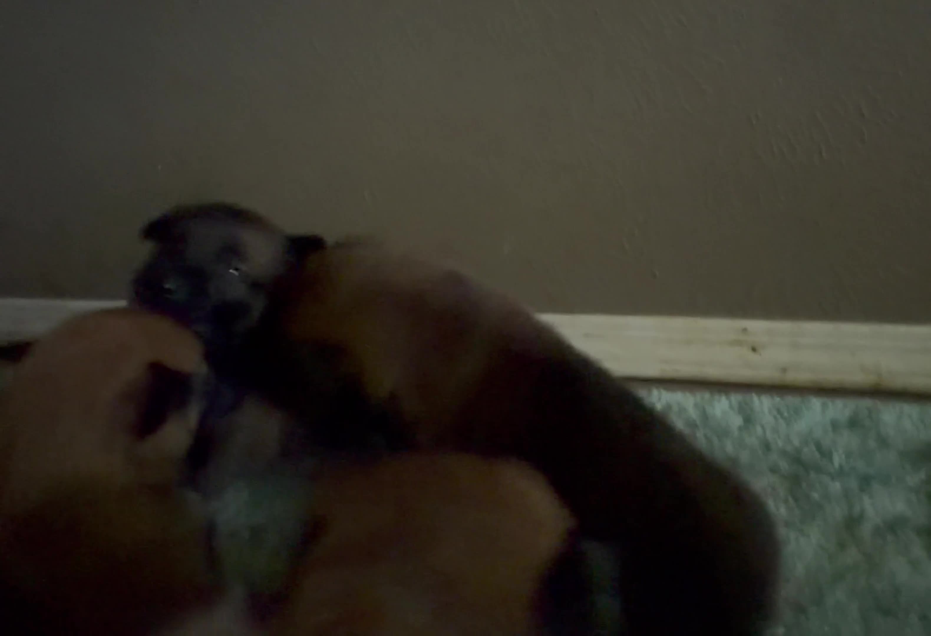 Belgian Malinois dogs for sale: Belgian Malinois 2 - Video 1