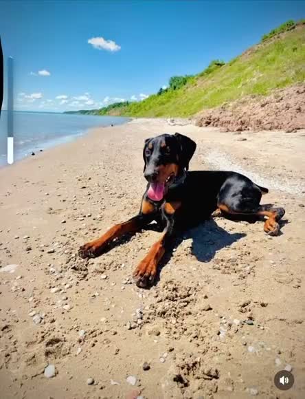 Doberman Pinscher dogs for sale: Zeus - Video 1