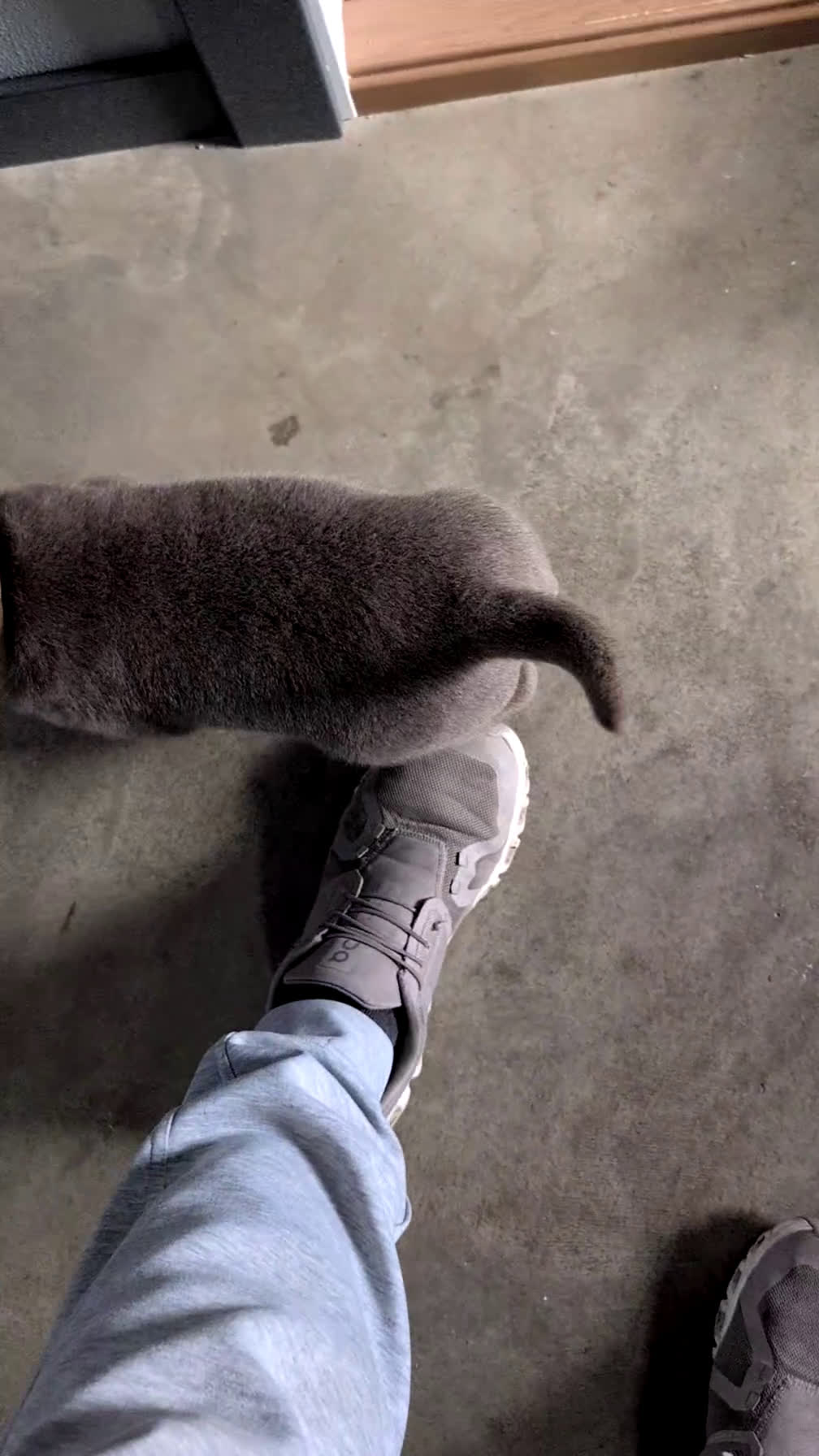 Labrador Retriever dogs for sale: Tyson - Video 1