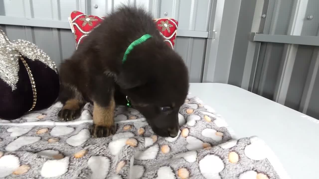 German Shepherd dogs for sale: German Shepherd 1 Starsky - Video 1