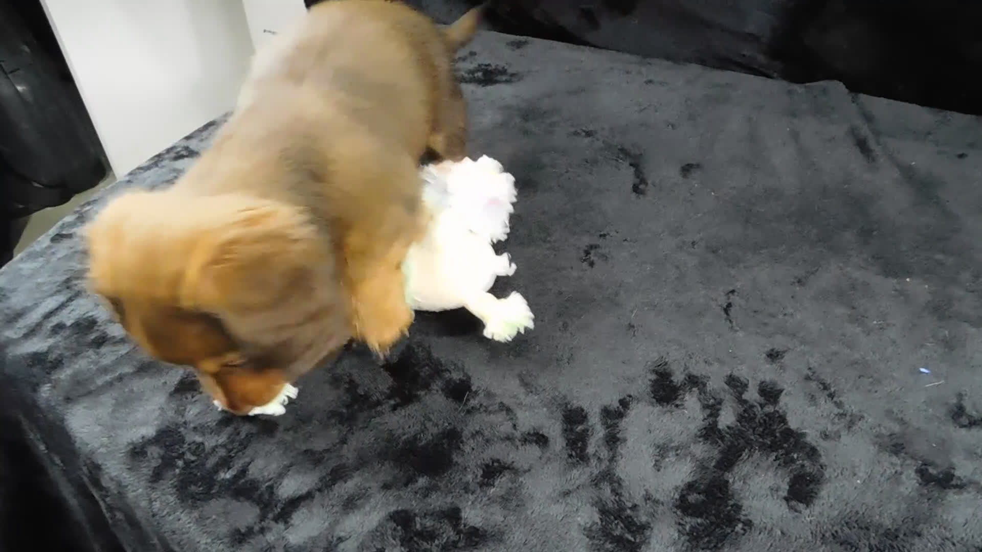 Miniature Dachshund dogs for sale: AKC Alice - Video 3