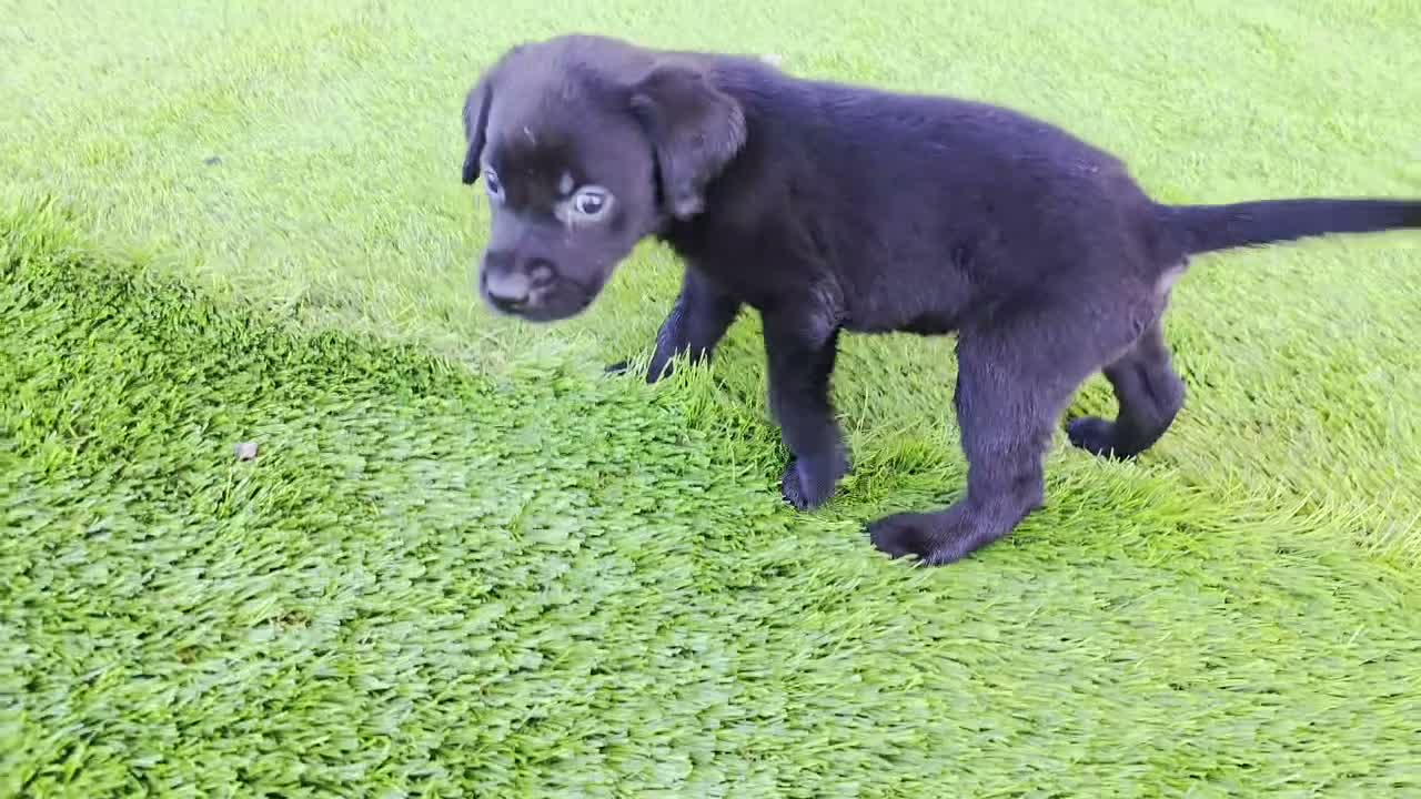 Labrador Retriever dogs for sale: Smokey - Video 1