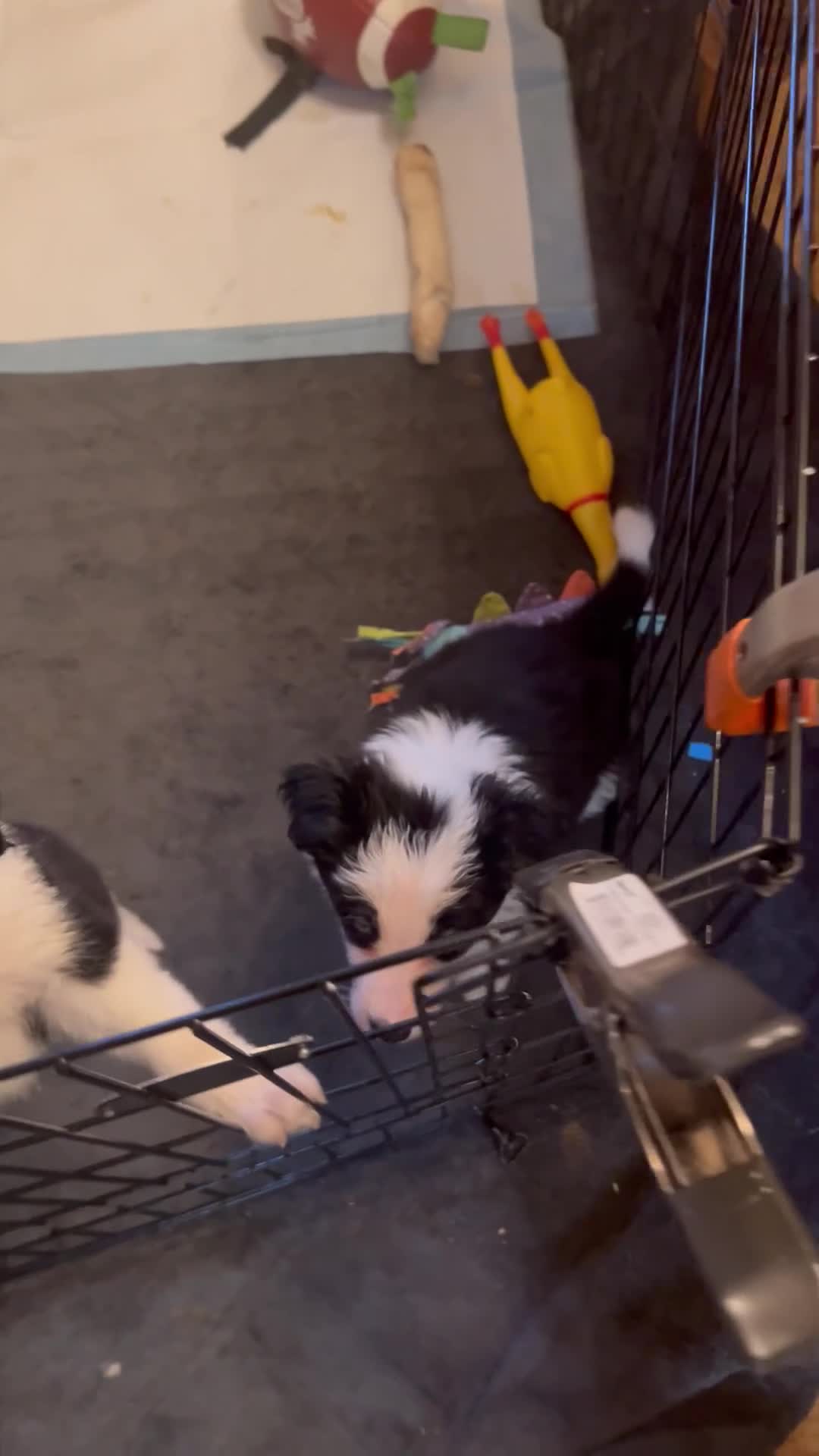 Border Collie dogs for sale: Faye - Video 1