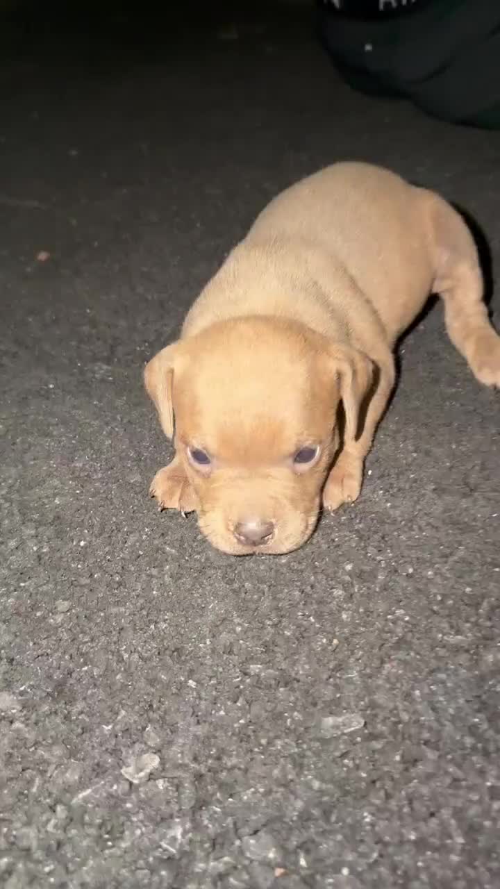 Olde English Bulldogge dogs for sale: Red seal female-Available  - Video 1