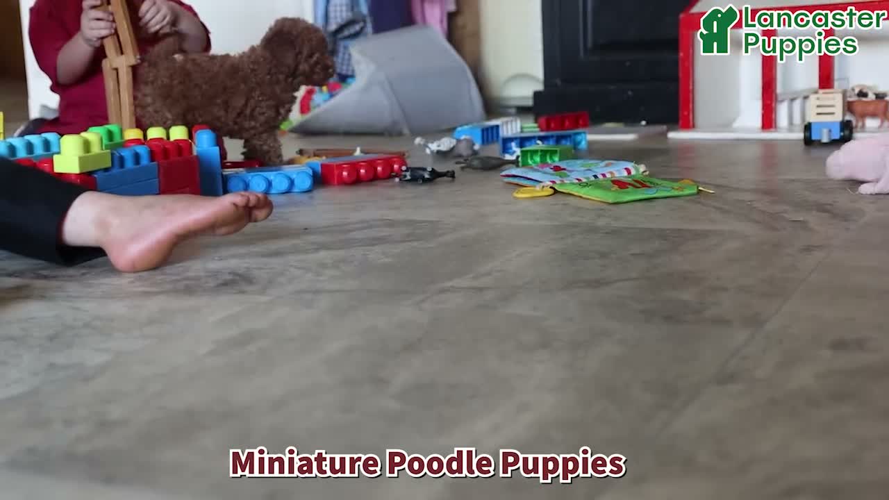 Miniature Poodle dogs for sale: Percy - Video 1