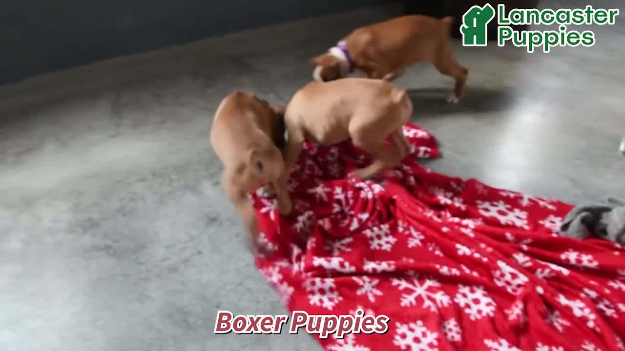 Boxer dogs for sale: Dori - Video 1