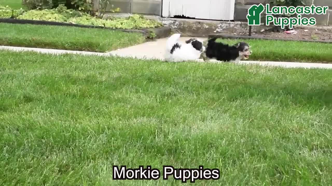 Morkie dogs for sale: Marlow - Video 1