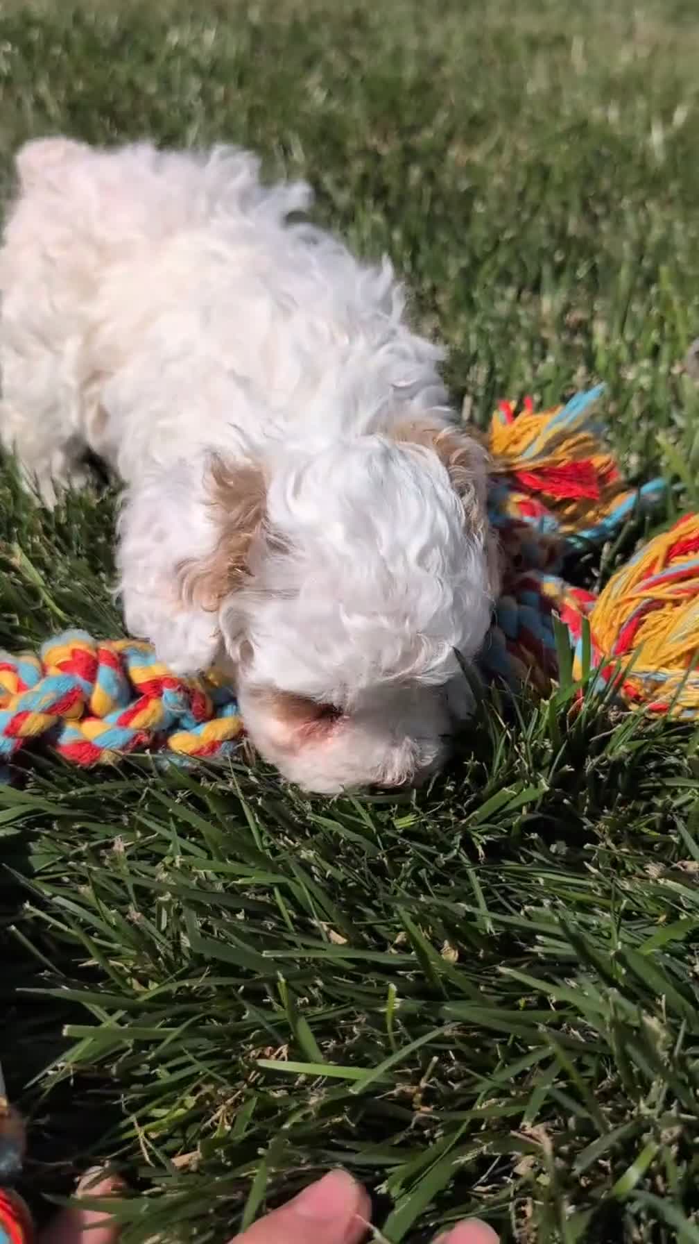 Cockapoo dogs for sale: Luna - Video 1